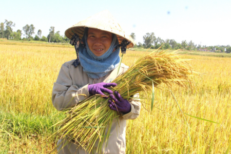 Giá lúa gạo hôm nay 15/7: Thị trường mua bán chậm, nguồn ít