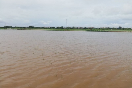 Chủ động phòng, chống ngập úng cho toàn bộ diện tích lúa mới cấy