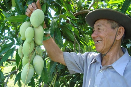 Tiền Giang xử lý nghiêm vi phạm về mã số vùng trồng, cơ sở đóng gói trái cây xuất khẩu