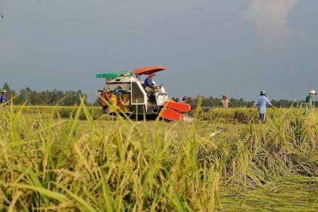 Giá lúa gạo hôm nay 22/7: Giá gạo tăng 50 đồng/kg