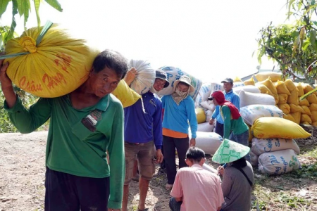 Giá lúa gạo hôm nay 26/7: Giá lúa tăng 100-300 đồng/kg