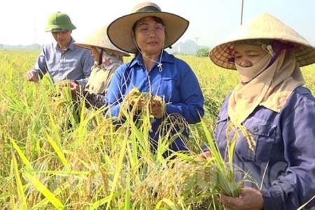 Hải Dương đẩy mạnh phát triển vùng lúa chất lượng cao