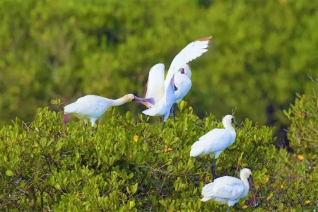 Mục sở thị khu Ramsar đầu tiên của Đông Nam Á trong Vườn quốc gia Xuân Thủy