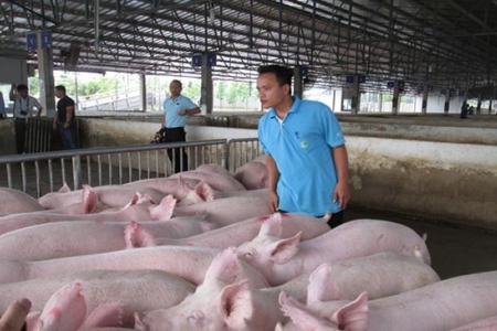 Giá heo hơi hôm nay 8/8: Tiếp tục biến động trái chiều 1.000 đồng/kg