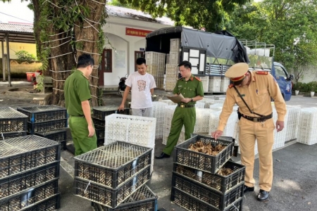 Bắt giữ hàng ngàn con gà giống và trứng gà, vịt không rõ nguồn gốc