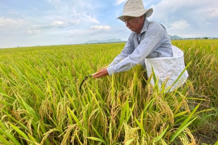 Giá lúa gạo hôm nay 17/8: Tăng với mặt hàng lúa và gạo