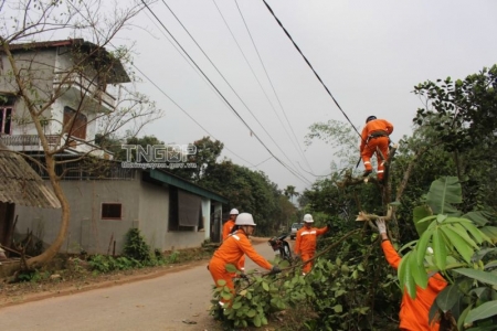 Thái Nguyên tăng cường bảo đảm an toàn trong quản lý cây xanh đô thị