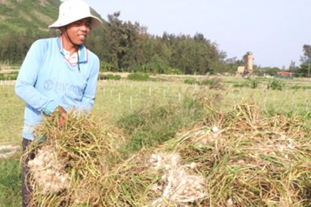 Xây dựng và phát triển “Vương quốc tỏi” Lý Sơn Quảng Ngãi