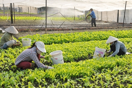 Hà Nội ban hành Điều lệ tổ chức và hoạt động của Quỹ Hỗ trợ phát triển hợp tác xã