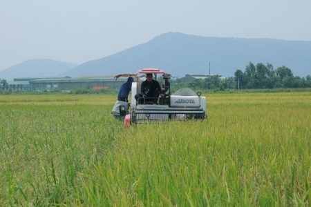 Bà con nông dân Thanh Hóa hối hả xuống đồng “Gặt lúa chạy bão”