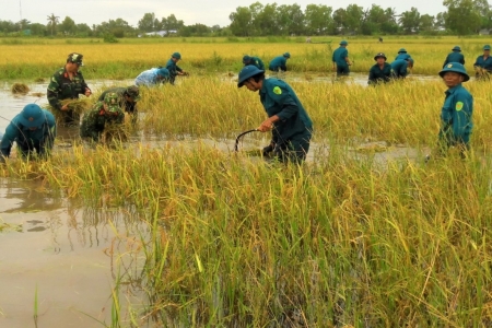 Sẽ có khoảng hơn 30.000 ha diện tích sản xuất nông nghiệp bị ngập úng do bão Yagi