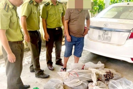 Phát hiện vụ vận chuyển động vật hoang dã trái phép số lượng lớn