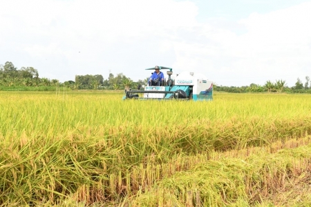 Tin vui: Trồng lúa theo mô hình thí điểm 1 triệu ha, nông dân thu lợi gần 50 triệu/ha