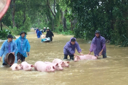 Công văn khẩn của Bộ Y tế về phòng chống dịch bệnh, vệ sinh môi trường trong và sau mưa lũ