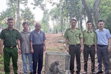 Hà Tĩnh: Bàn giao cá thể khỉ vàng quý hiếm cho Vườn Quốc gia Vũ Quang