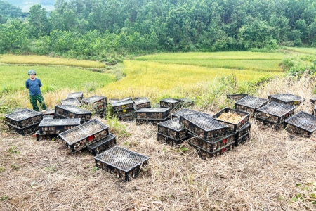 Đồn Biên phòng Pò Hèn bắt vụ vận chuyển trái phép gà giống không rõ nguồn gốc với số lượng lớn