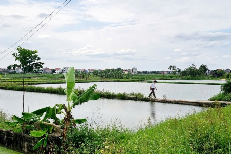 Bắc Giang: Siết chặt quản lý hơn 6,2 nghìn ha đất nông nghiệp công ích