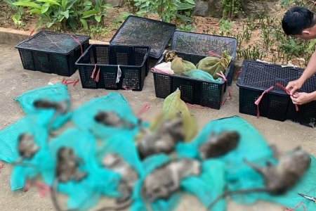 Phạt 17,5 triệu đồng do vận chuyển động vật rừng trái phép