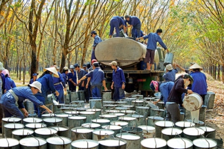 Giá cao su hôm nay 18/10: Biến động trái chiều trên các sàn Châu Á, thị trường trong nước ổn định