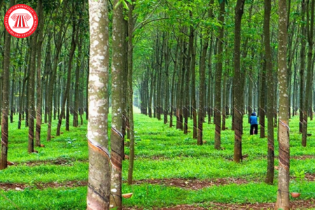 Đơn giá bồi thường cây trồng trên địa bàn TP. Hồ Chí Minh