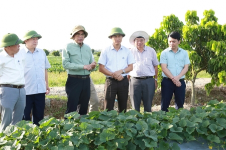 Đoàn công tác Cục Trồng trọt kiểm tra tình hình sản xuất vụ Đông tại Vĩnh Phúc