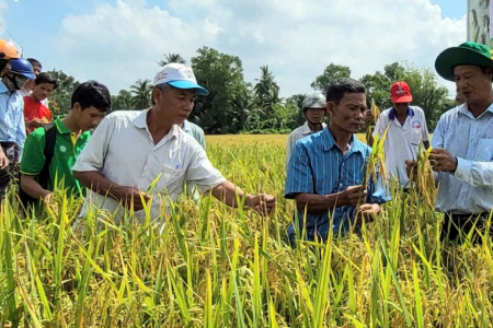 Chuyên gia nói về Đề án 1 triệu ha lúa chất lượng cao