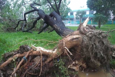 Đà Nẵng: Hơn 900 cây xanh đổ gãy, hàng trăm nhà dân bị ngập, tốc mái do bão TraMi