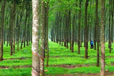 Giá cao su hôm nay 29/10: Đồng loạt đi xuống trên các sàn giao dịch