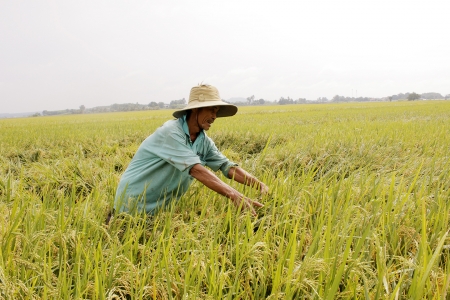 Giá lúa gạo hôm nay 30/10: Biến động trái chiều, gạo xuất khẩu tiếp tục giảm