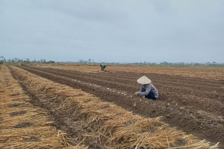 Xã Vũ An (Kiến Xương - Thái Bình): Đưa vụ đông trở thành vụ sản xuất chính trong năm