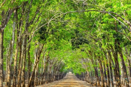 Giá cao su hôm nay 5/11: Tăng nhẹ trên sàn Thượng Hải, Thái Lan, trong nước quay đầu giảm