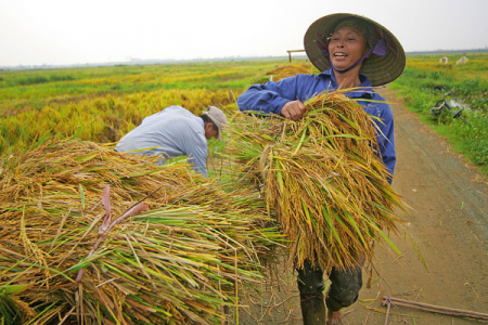 Giá lúa gạo hôm nay 11/11: Giá gạo và cám khô biến động