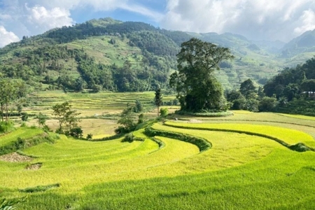 Lào Cai: Phát triển vùng nguyên liệu lúa sén cù theo hướng hữu cơ