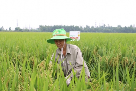 Cần Thơ phấn đấu xây dựng vùng sản xuất lúa chất lượng cao đạt 48.000 ha vào năm 2030