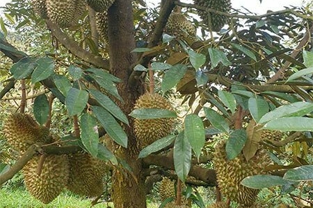 Giá sầu riêng hôm nay 16/11: Sầu riêng Musang King tăng 5.000 đồng