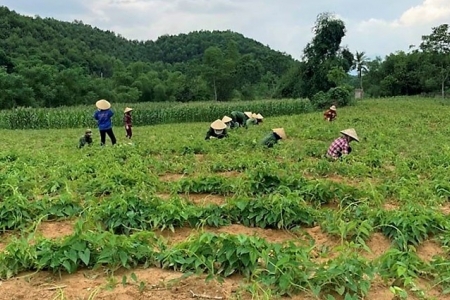 Thanh Hóa: Quản lý, bảo vệ rừng phòng hộ đầu nguồn gắn phát triển cây dược liệu