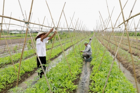 Hà Nội: Nguồn nông sản, thực phẩm sẵn sàng phục vụ nhu cầu của người dân trong dịp Tết