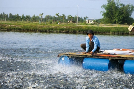 Đồng Tháp tăng cường sản xuất - nuôi trồng thủy sản các tháng cuối năm, đảm bảo kế hoạch tăng trưởng