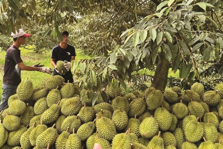 Giá sầu riêng hôm nay 27/11: Musang King loại A có giá 190.000 đồng/kg