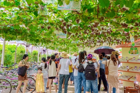 TP. Hồ Chí Minh: Du lịch nông nghiệp đã có bước phát triển khởi sắc