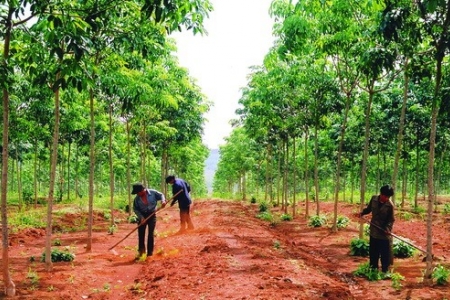 Giá cao su hôm nay 1/12: Biến động trên sàn Thượng Hải, tăng trên sàn Osaka