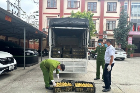 Lạng Sơn: Phát hiện, thu giữ hơn 5.000 con gia cầm giống nhập lậu