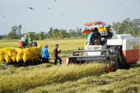 Giá lúa gạo hôm nay 4/12: Biến động nhẹ