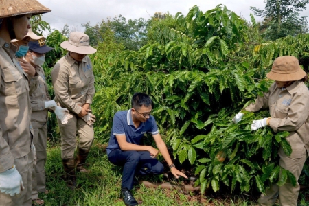 Đắk Lắk bố trí hơn 8.700 tỷ đồng vốn vay cho niên vụ cà phê 2024 - 2025