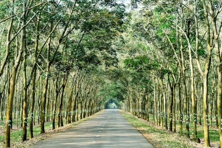 Giá cao su hôm nay 12/12: Trở lại đà tăng