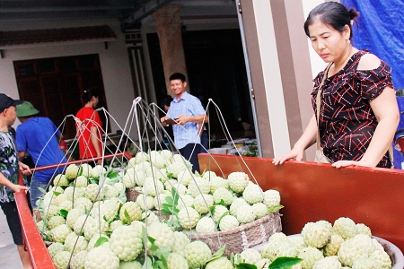 Huyện Lục Nam khai thác tiềm năng, phát triển sản phẩm OCOP