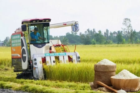 Giá lúa gạo hôm nay ngày 20/12: Biến động nhẹ