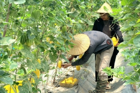 Hà Nội: Chú trọng xây dựng OCOP xanh gắn với vùng nguyên liệu ổn định