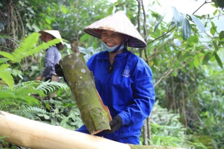 Tin vui: Việt Nam dẫn đầu thế giới về kim ngạch xuất khẩu quế