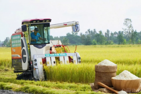 Giá lúa gạo hôm nay ngày 31/12: Giá lúa có xu hướng tăng